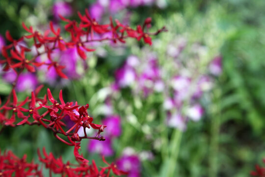 Beautiful orchid flowers surrounded by green leaves in gardens in Singapore