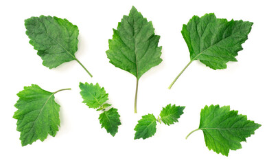 collection of fresh Patchouli (Pogostemon cablin) leaves isolated on the white background, top view