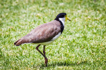 Birds Of Australia. Masked lapwing (Vanellus miles)