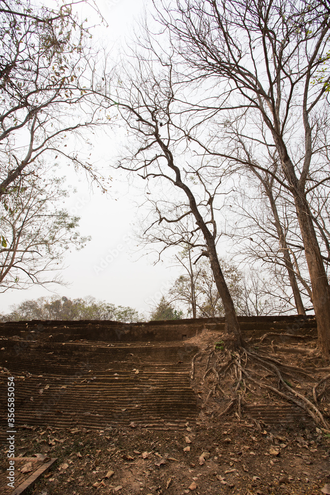 Wall mural dry tree in the park