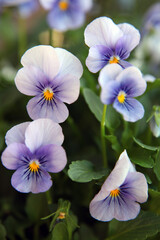 Beautiful purple pansy flower surrounded by green leaves