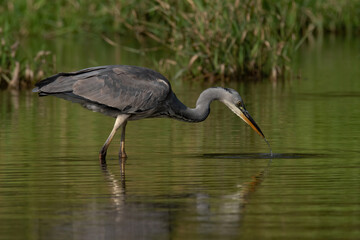 Grey heron (Ardea cinerea), real wildlife - no ZOO