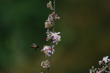 a bee and flowers