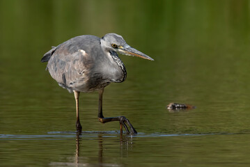 Grey heron (Ardea cinerea), real wildlife - no ZOO
