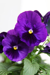 Fototapeta na wymiar Beautiful purple pansy flower surrounded by green leaves