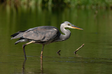 Grey heron (Ardea cinerea), real wildlife - no ZOO