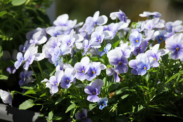 Beautiful purple pansy flower surrounded by green leaves