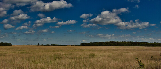 rozległa polana z porośnięta trzciną © michalsen