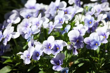 Beautiful purple pansy flower surrounded by green leaves