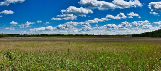 rozległa polana z porośnięta trzciną © michalsen