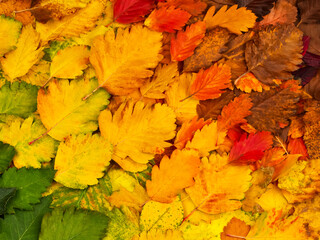 Colorful autumn leaves. Autumn background. The basis for the postcard.