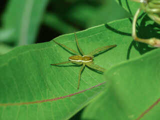 spider in the spurge leaves near by water