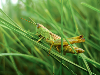 grasshopper in the grass on a hot summer day