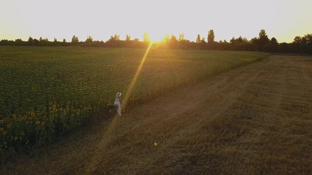 Top view of a woman in a white dress leading a bicycle on a field with sunflowers. Drone futage 4K.