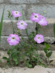 Fototapeta premium white and purple flowers grow near the brick wall