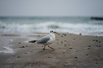 Seagull on the beach at the Baltic sea in stormy weather 