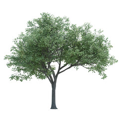 Nature object tree isolated  white  background