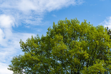 Red oak Quercus rubra against blue sky. Bright young green foliage with yellow earrings during flowering. Spring landscaped garden. Nature concept for desig