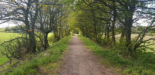 Path through the trees