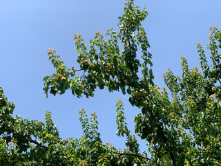 Peach tree with fruits on the branch