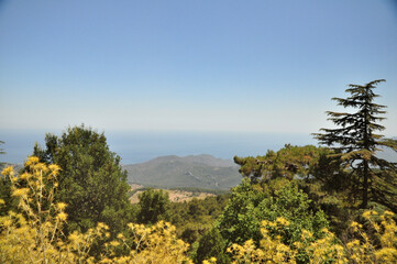 yellow bushes of thorns and mountain view,