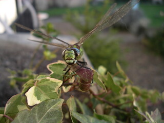 libellule