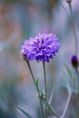 macro photography of amazing flowers. So beautiful in the sunlight