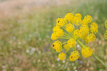 thapsia villosa with bugs yellow