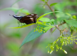 Beautiful tropical butterfly, Thailand