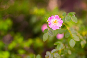 wild flowers