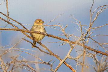 Spanish Sparrow - Passer hispaniolensis, brown small perching bird from South European bushes and meadows, Pag island, Croatia.