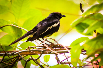 The Magpie Robins are mostly known in Bangladesh as the Doel
