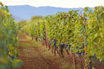 Fototapeta na wymiar Nature background with vineyard in autumn harvest. Ripe grape vine in the setting sun.