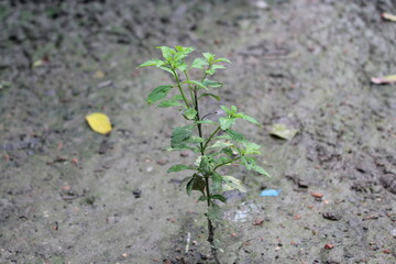 small plant in the ground
