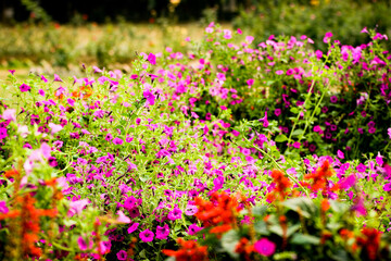 Beautiful flowers garden include various types of flowers.
