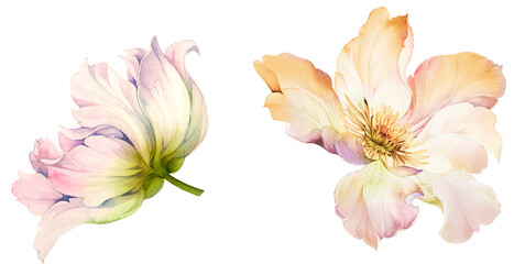 Flowers watercolor illustration.Manual composition.Big Set watercolor elements. - 356588843