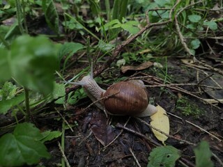 A snail in natural habitat