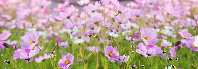 field of beautiful delicate pink and white flowers of cosmea. blooming fields of flowers. summer background
