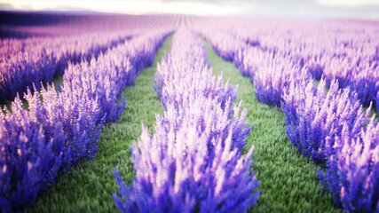 Fototapeta na wymiar butterflies in lavender field. concept of nature. 3d rendering.