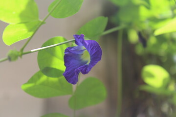 blue flowers in the garden