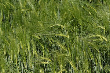 A crop of Barley, Hordeum vulgare, growing in a farmers field in the UK.
