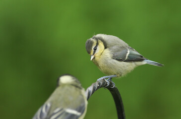 A cute baby Blue Tit, Cyanistes caeruleus, perching on metal post in spring.