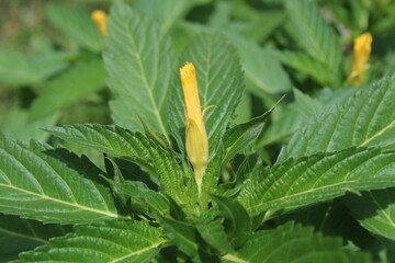 green grasshopper on a leaf