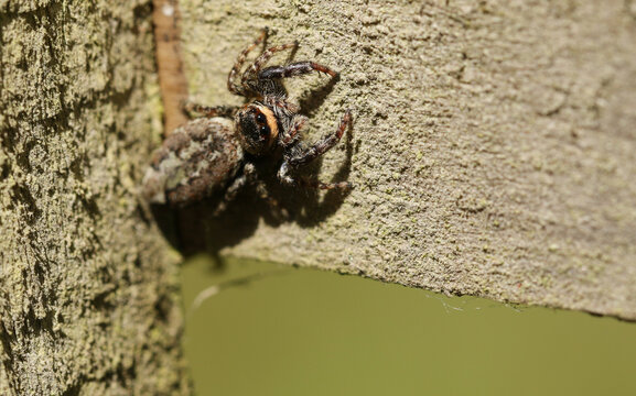 A Fence-Post Jumping Spider, Marpissa muscosa, on a wooden fence hunting for insects to eat.