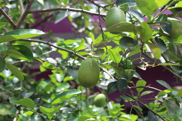 green apples on tree