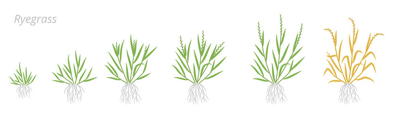 Fototapeta na wymiar Ryegrass growth stages. Fescue grass family poaceae. Lolium. Grasses for lawns, and as grazing and hay. Ripening period vector infographic. Agronomy clipart.
