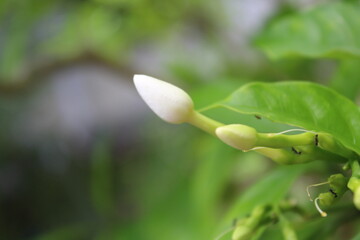 snowdrop flower in the forest