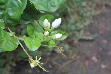 spring flowers in the garden