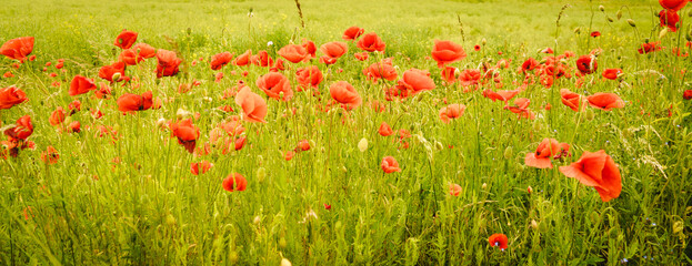 Art photography banner of blooming red poppies with grainy texture and shallow focus. Nature...
