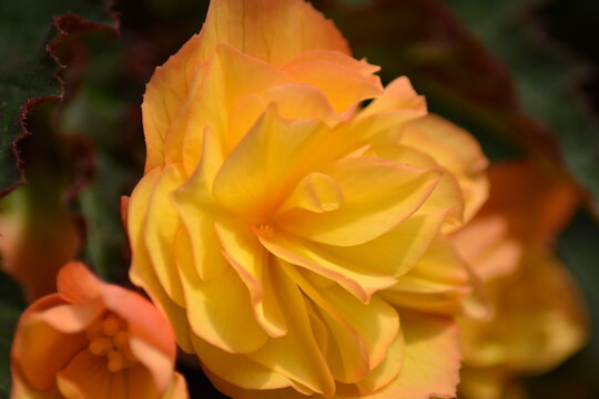 Bl&uuml;hende Begonie (Begonia)